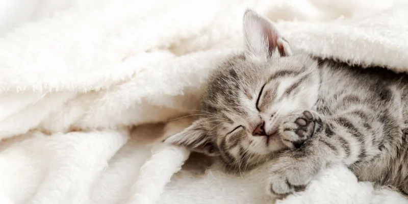 How to Help a Kitten with a Swollen Paw