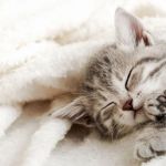 How to Help a Kitten with a Swollen Paw