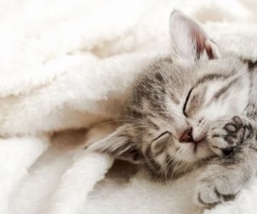 How to Help a Kitten with a Swollen Paw