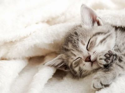 How to Help a Kitten with a Swollen Paw