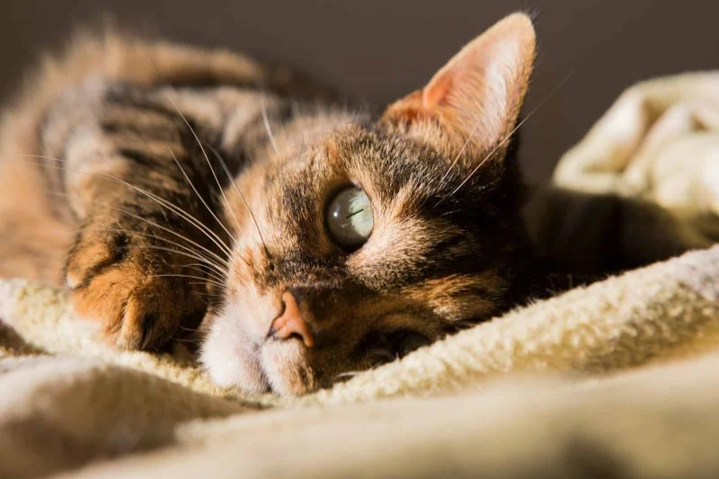 The Science Behind a Kitten's Purr Frequency