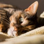 The Science Behind a Kitten's Purr Frequency