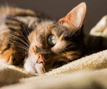 The Science Behind a Kitten's Purr Frequency