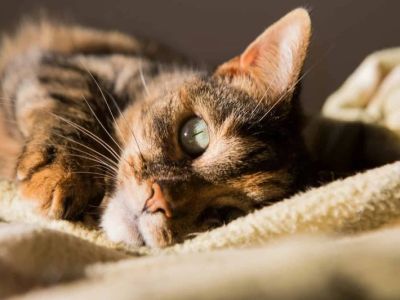 The Science Behind a Kitten's Purr Frequency