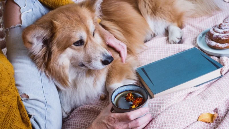 The Best Diet for Senior Dogs: Nutrition Tips for Aging Canines