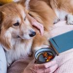 The Best Diet for Senior Dogs: Nutrition Tips for Aging Canines