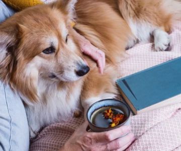 The Best Diet for Senior Dogs: Nutrition Tips for Aging Canines