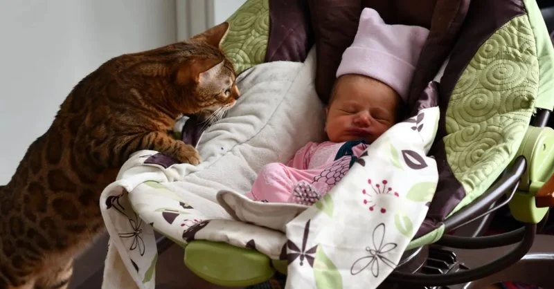 How to Introduce a New Baby to Your Resident Cat Safely