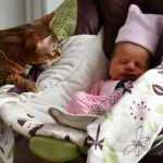 How to Introduce a New Baby to Your Resident Cat Safely