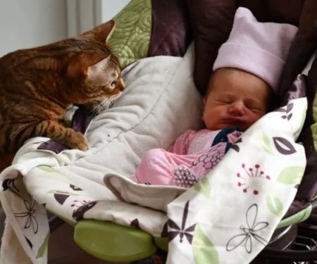 How to Introduce a New Baby to Your Resident Cat Safely