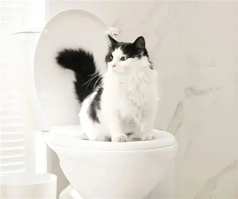 How to Train Your Cat to Use a Human Toilet Step-by-Step | Omnia Pet
