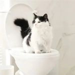 How to Train Your Cat to Use a Human Toilet Step-by-Step | Omnia Pet