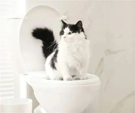 How to Train Your Cat to Use a Human Toilet Step-by-Step | Omnia Pet