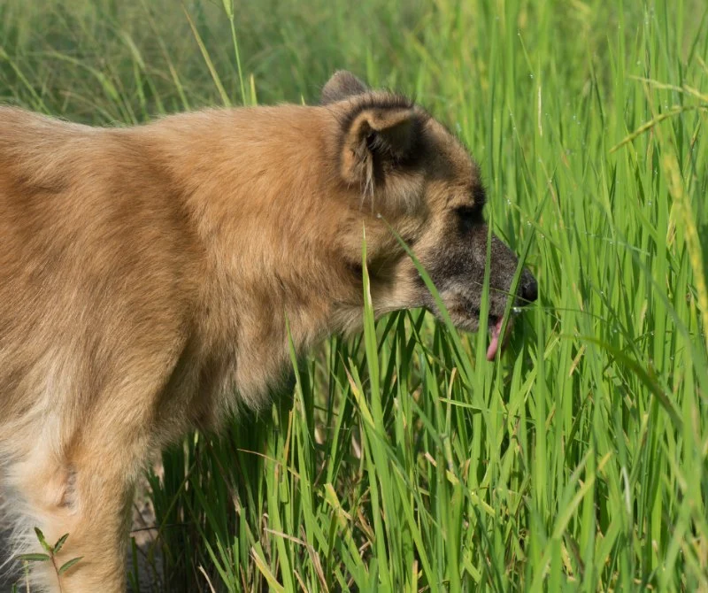 Why Does My Dog Eat Grass? Veterinarians Explain This Odd Habit