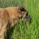Why Does My Dog Eat Grass? Veterinarians Explain This Odd Habit