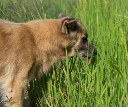 Why Does My Dog Eat Grass? Veterinarians Explain This Odd Habit