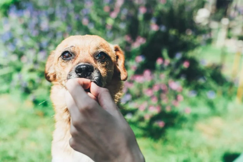 The Debate Over Plant-Based Diets for Dogs: Benefits and Considerations