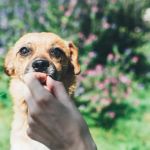 The Debate Over Plant-Based Diets for Dogs: Benefits and Considerations