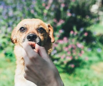 The Debate Over Plant-Based Diets for Dogs: Benefits and Considerations