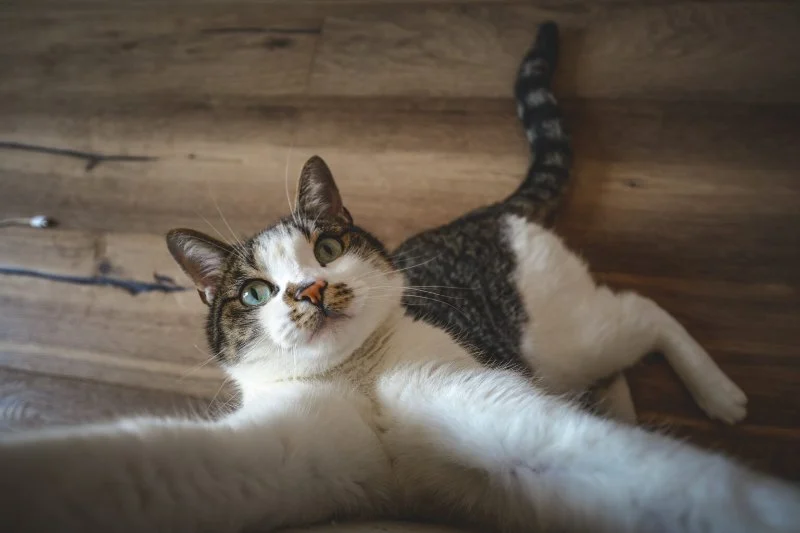 The Top 10 Most Playful Kitten Breeds for Families | Omnia Pet