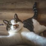 The Top 10 Most Playful Kitten Breeds for Families | Omnia Pet