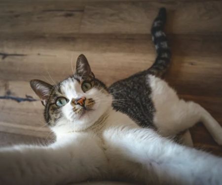 The Top 10 Most Playful Kitten Breeds for Families | Omnia Pet