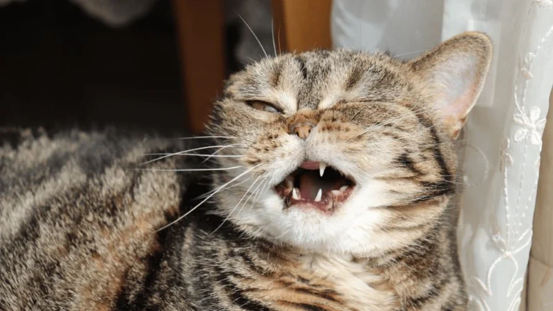 Why Is My Cat Sneezing? Allergies vs. Infection Explained