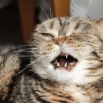 Why Is My Cat Sneezing? Allergies vs. Infection Explained