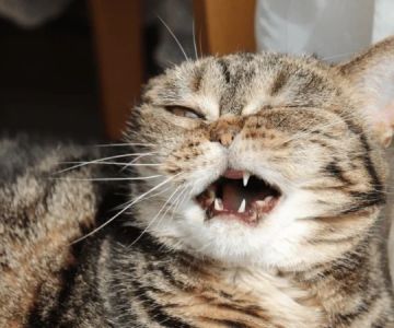 Why Is My Cat Sneezing? Allergies vs. Infection Explained