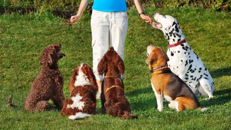 The Top 10 Most Trainable Dog Breeds for Families and First-Time Owners