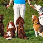 The Top 10 Most Trainable Dog Breeds for Families and First-Time Owners