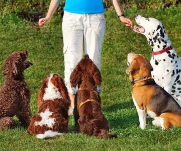 The Top 10 Most Trainable Dog Breeds for Families and First-Time Owners