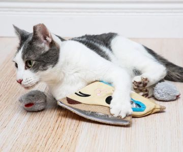 The Best Toy for a Kitten's Hunting Practice: Fake Mice for Fun and Exercise