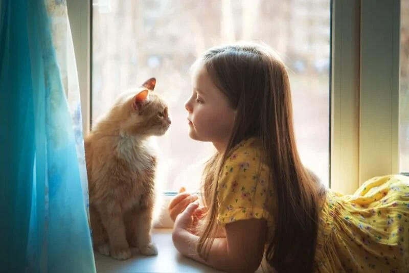 How to Socialize Your Kitten with Children — Tips for a Safe and Happy Home