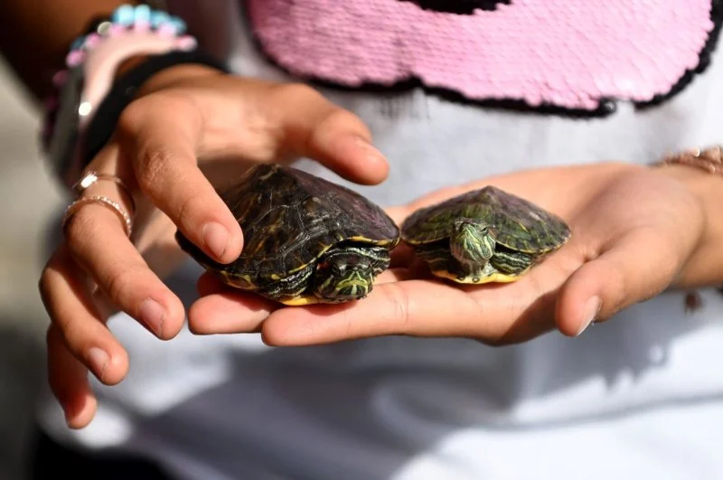 How Climate Change is Affecting Pet Health