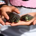 How Climate Change is Affecting Pet Health