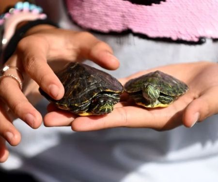 How Climate Change is Affecting Pet Health