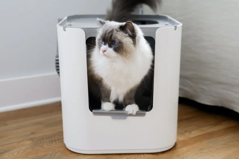 The Best Litter Box for a Kitten with a Hood | Comfortable & Clean