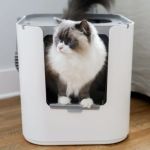 The Best Litter Box for a Kitten with a Hood | Comfortable & Clean