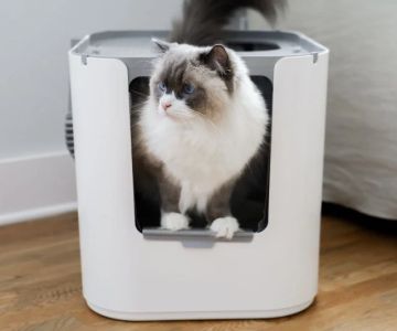 The Best Litter Box for a Kitten with a Hood | Comfortable & Clean