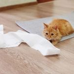 How to Stop Your Cat from Unrolling the Toilet Paper