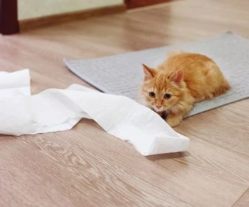 How to Stop Your Cat from Unrolling the Toilet Paper