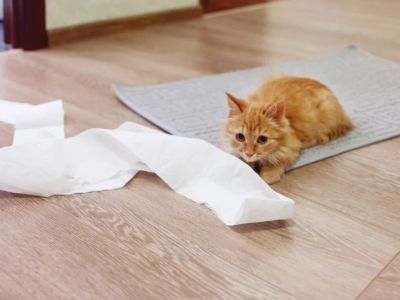How to Stop Your Cat from Unrolling the Toilet Paper