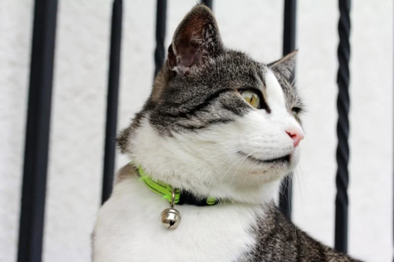How to Choose the Right Collar for a Growing Kitten