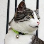 How to Choose the Right Collar for a Growing Kitten