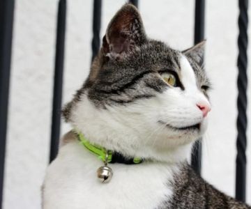 How to Choose the Right Collar for a Growing Kitten
