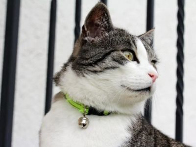 How to Choose the Right Collar for a Growing Kitten
