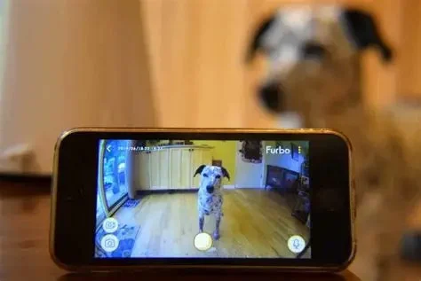 The Best Pet Camera to Talk to Your Kitten Remotely: Features, Tips, and Insights