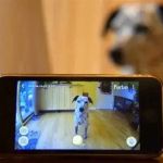 The Best Pet Camera to Talk to Your Kitten Remotely: Features, Tips, and Insights