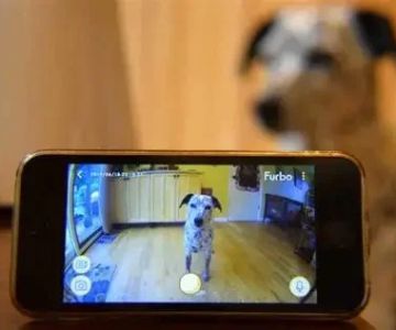 The Best Pet Camera to Talk to Your Kitten Remotely: Features, Tips, and Insights